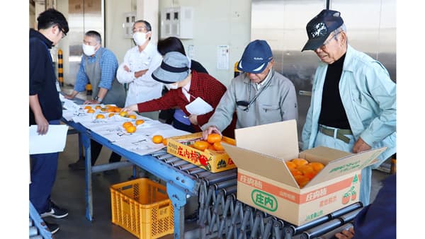 庄内柿の目揃い会を開く　ＪＡ鶴岡