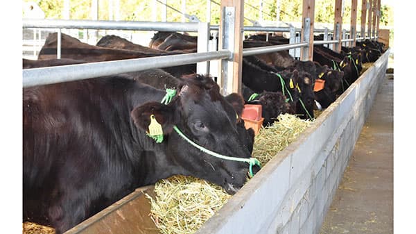 配合飼料価格　2900円値上げ　22年1～3月期　ＪＡ全農