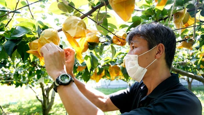 「冷やして皮ごとがおすすめ」川崎名産の「多摩川梨」が販売開始　ＪＡセレサ川崎