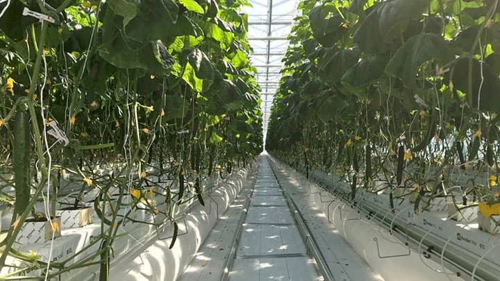 キュウリ栽培施設「ゆめファーム」　高収益モデル普及めざす