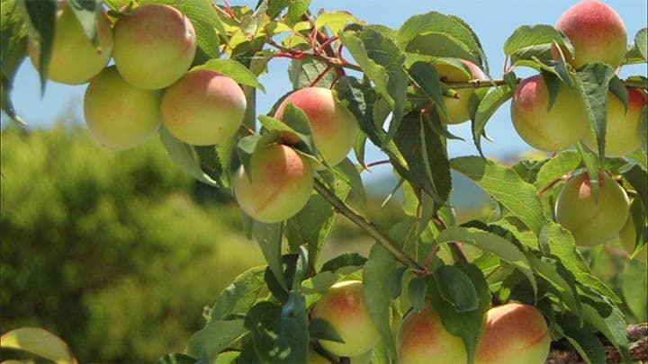 ＪＡタウンで南高梅の販売開始　ＪＡ紀南