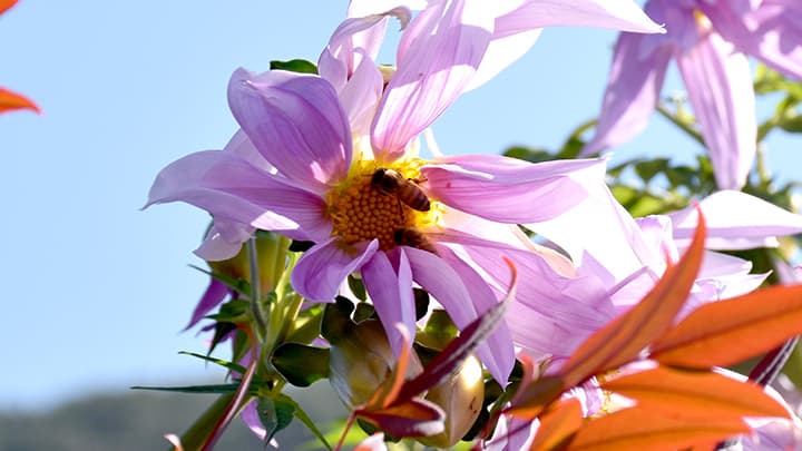 【特集：今こそ我らＪＡの出番】『蜂の蜜源』で農地再生――耕作放棄地のお花畑化プロジェクト推進協6年目