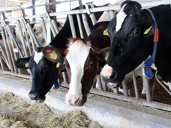 【ＪＡの事業承継】畜産農家に特化して成果あげる！（ＪＡ岩手ふるさと）