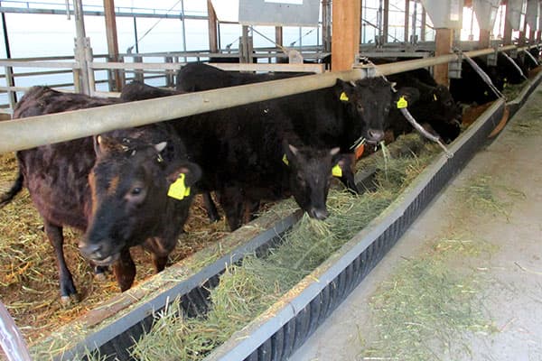 【熊本特集（5）ＪＡ菊池】「くまもと畜産」を牽引 素牛確保で一貫経営確立