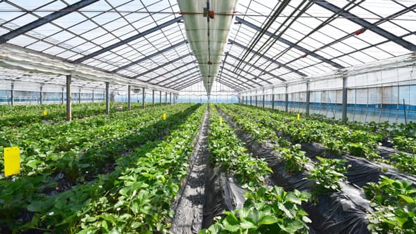 2025年の農業倒産「過去最多」　負債額は前年から倍増　物価高と後継者難、深刻