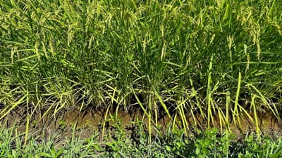 新潟の高温・渇水被害24市町村に拡大　稲など農作物820haに　鶏や乳牛などのへい死も相次ぐ