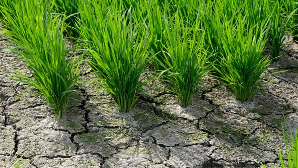 「中干し延長」と「バイオ炭」が新たな売買区分に　東証のカーボン・クレジット市場　農業分野のＪ‐クレジット、取引の広がり期待