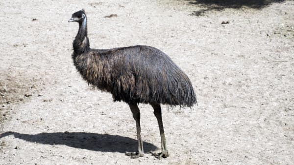 北海道　エミューで鳥インフルエンザ　国内21例目
