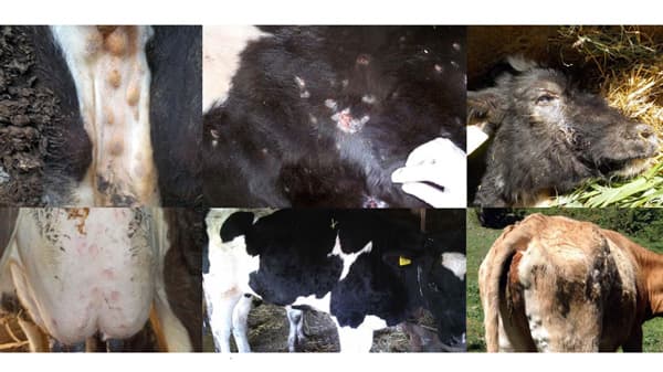 牛のランピースキン病　福岡県でワクチン接種へ