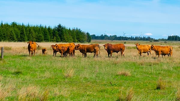 【世界の食料・協同組合は今】持続可能な農業、エネルギーを　ドイツのバイオメタン発電の現状　農中総研・藤島義之氏