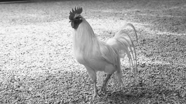 鳥インフル　米国からの生きた家きん、家きん肉等　輸入を一時停止　農水省