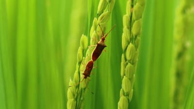 斑点米カメムシ類、果樹カメムシ類など多発のおそれ　令和6年度病害虫発生予報第6号　農水省