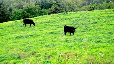 アニマルウェルフェアで国が指針策定－農水省
