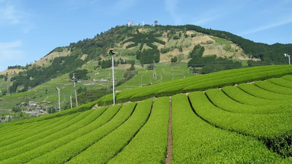 世界農業遺産「静岡の茶草場農法」認定10周年記念事業の参加者募集