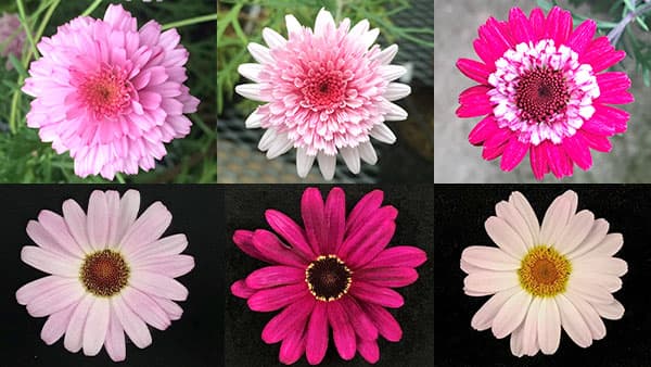 ローマカミツレとの交配　世界初の雑種など「マーガレット類6品種」育成