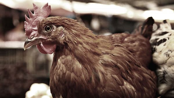 鳥インフル　米国からの生きた家きん、家きん肉等　輸入を一時停止　農水省