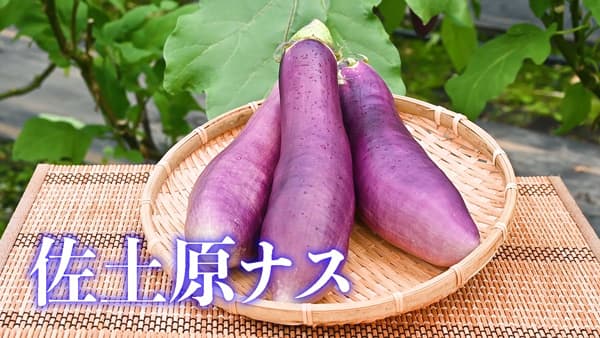 4粒の種からよみがえった幻の伝統野菜「佐土原ナス」市長がトップセールス　宮崎市