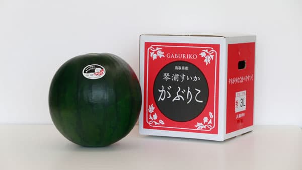 初夏を先取り！GI認定スイカ「大栄西瓜」29日に出荷開始