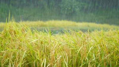 秋田県　農林水産被害額1億1000万円超す　大雨被害