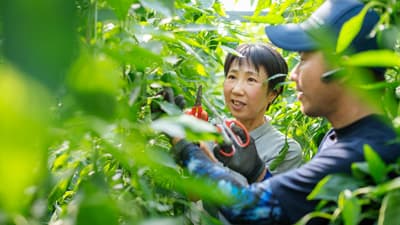 宮崎県の農業法人で「お試し就農」参加者を募集中