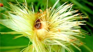 ツマジロクサヨトウの被害を初確認　宮城県病害虫防除所