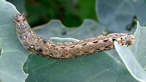 ハスモンヨトウに警戒を　農水省