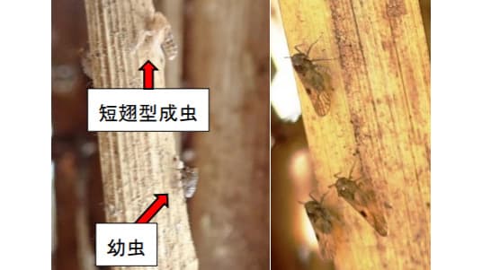【病害虫発生情報】トビイロウンカに警報1号