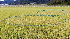 トビイロウンカ多発で「警報」　過去警報時の2倍以上