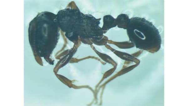 トビイロシワアリの食害痕確認　福島県　トマトでは日本初