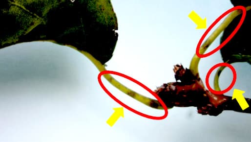 来春の黒星病予防を　熊本県病害虫防除所