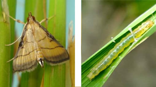 コブノメイガ多発で注意報　沖縄県病害虫防除所