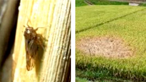 トビイロウンカの坪枯れ拡大懸念