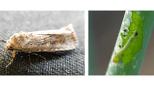 シロイチモジヨトウが多発　静岡県病害虫防除所