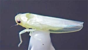 ヨコバイ科の新害虫を確認