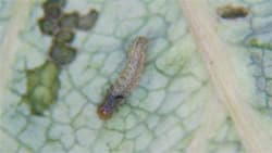 ハスモンヨトウなど発生に注意　福岡県病害虫防除所