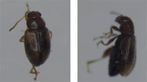 県内初のタバコノミハムシを確認