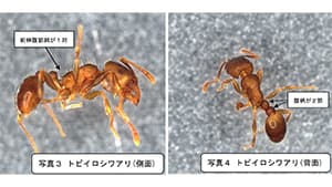 県内で初めてトビイロシワアリの被害確認