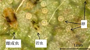 イチゴのハダニ類発生で注意喚起