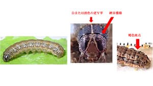 ツマジロクサヨトウ被害を確認