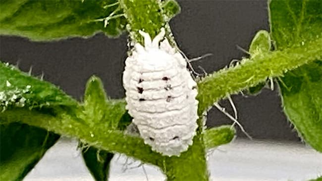 「クロテンコナカイガラムシ」が京都で初発生