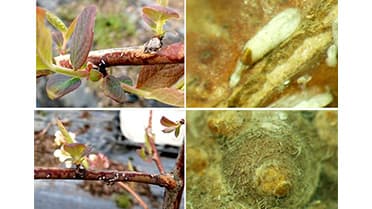 ブルーベリーに国内初のカイガラムシ2種を確認