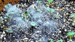 シソ苗立枯病が新たに発生