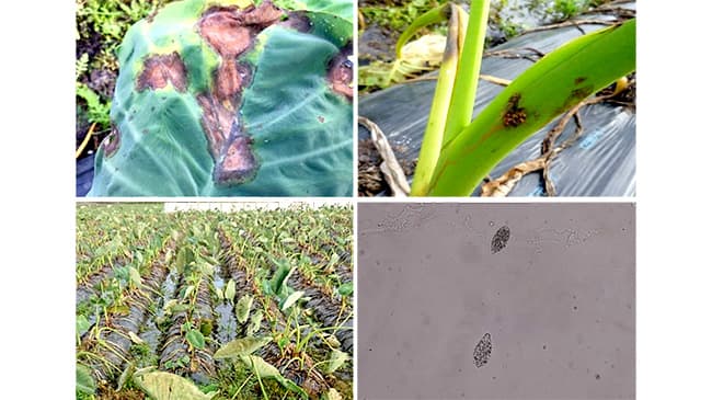 サトイモ疫病のほ場汚染に注意