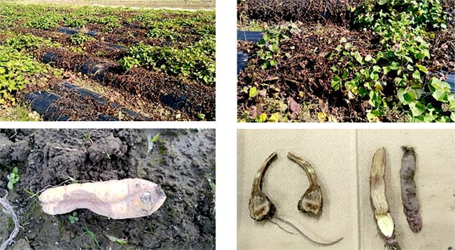 サツマイモ基腐病を県内で初確認