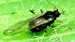 コギクのアブラムシ類発生で注意喚起