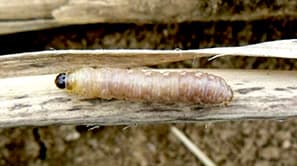 さとうきびのメイチュウ類発生に注意