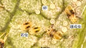 イチゴのハダニ類発生が過去10年で最多