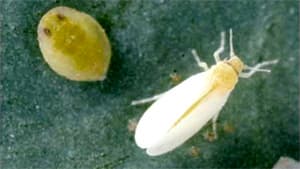 トマトのコナジラミ類発生で防除対策紹介