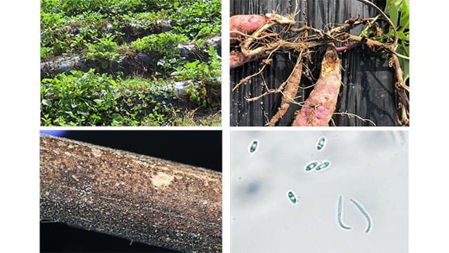 県内でサツマイモ基腐病を初めて確認