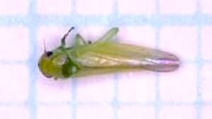 ウメ、モモにヨコバイ科の一種が発生